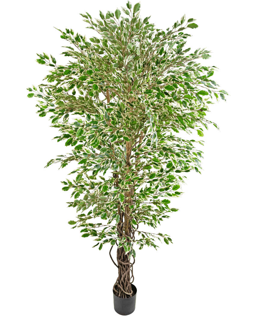 De Kunstplant Hawaiian Ficus Liana 180 cm is een hoge kunstboom met groen en wit bonte bladeren in een zwarte pot, tegen een effen witte achtergrond.