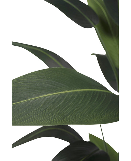 Close-up van grote, langwerpige groene bladeren met prominente nerven tegen een witte achtergrond. Het gelaagde patroon is typerend voor de Kunstplant Heliconia 160 cm - een onderhoudsvrije plant die perfect is voor elke ruimte.