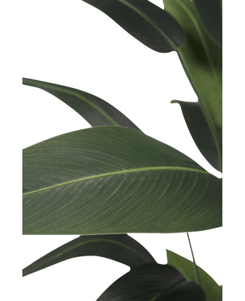 Kunstplant Heliconia 210 cm