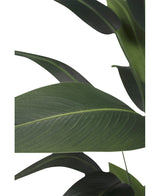 Kunstplant Heliconia 210 cm