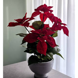 De Kunstplant Kerstster 44 cm rood, met levendige rode bladeren, staat op een grijs vlak bij een raam met witte gordijnen, badend in zacht natuurlijk licht.