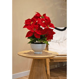 De Kunstplant Kerstster 44 cm rood, met levendige rode bloemen in een witte pot, staat op een ronde houten bijzettafel naast een beige accentstoel in een gezellige, zacht verlichte kamer.