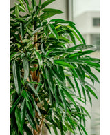 Kunstplant Longifolia Royaal 180 cm