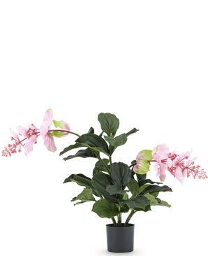 Kunstplant Medinilla 60 cm