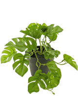 Kunstplant Monstera 18 cm