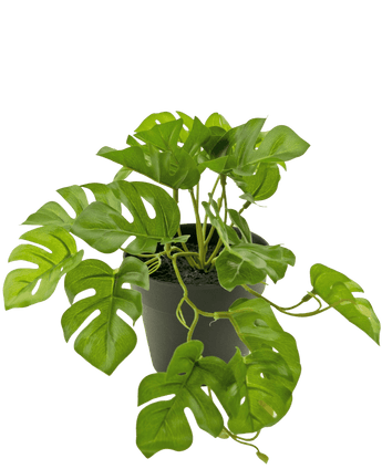 Kunstplant Monstera 18 cm