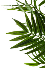 Kunstplant Parlour 180 cm