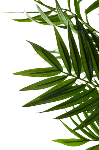 Kunstplant Parlour 180 cm