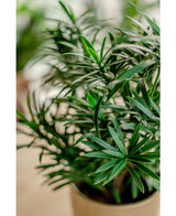 Kunstplant Podocarpus 47 cm