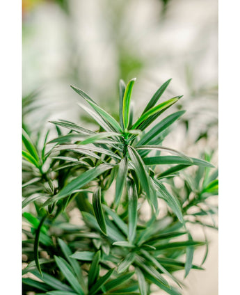 Kunstplant Podocarpus 47 cm