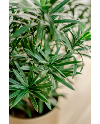 Kunstplant Podocarpus 47 cm