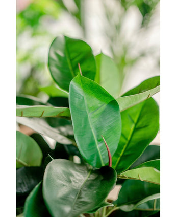 Kunstplant Rubber plant 51 cm