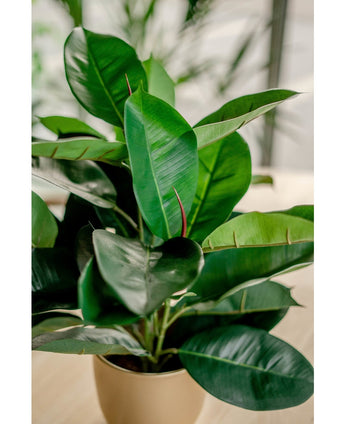 Kunstplant Rubber plant 51 cm