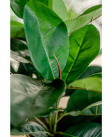 Kunstplant Rubber plant 51 cm