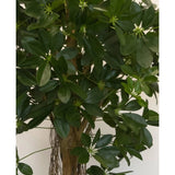 Close-up van de Kunstplant Schefflera klein blad 150 cm met brede, glanzend groene bladeren en kleine stervormige knoppen, plus een bruine stengel en hangende wortels - ideaal voor stijlvolle sierpotten tegen elke neutrale achtergrond.
