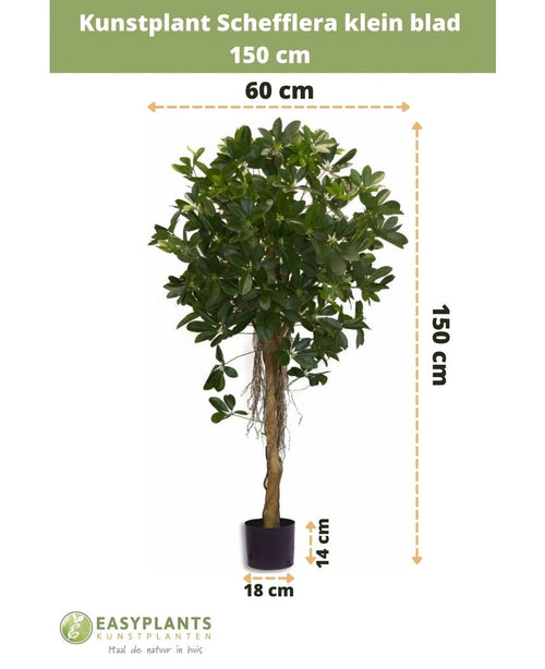 De Kunstplant Schefflera klein blad 150 cm heeft kleine blaadjes in een decoratieve pot, is 150 cm hoog, 60 cm breed, met een pothoogte van 14 cm en een diameter van 18 cm. Metingen worden aangegeven met pijlen.