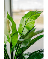 Kunstplant Spathiphyllum wit 85 cm