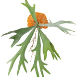 Kunstplant Staghorn 53 cm heeft brede, groene, geweivormige bladeren en bruine, schildachtige basisbladeren voor een levensechte staghornvaren tegen een witte achtergrond.
