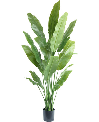 Kunstplant Strelitzia Nicolai Deluxe 195 cm