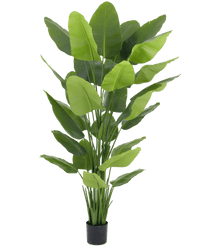 Kunstplant Strelitzia Real Touch Deluxe 210 cm