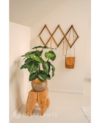 Kunstplant Syngonium 58 cm