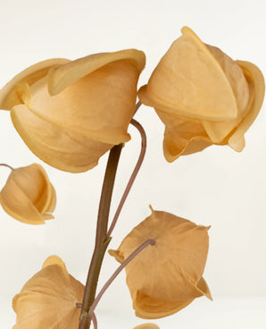 Zijden kunstbloemen boeket Physalis Lampion Bruin