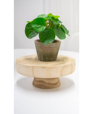 Pilea in pot mini 15 cm UV