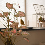De kunstplant Caladium van 90 cm, roze met roze getinte bladeren, staat op de voorgrond op een vensterbank, naast andere planten, decoraties en een wit minikasje, allemaal badend in zacht natuurlijk licht dat de gezellige kamer vult.