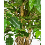 Close-up van de gevlochten stam en groene bladeren van de Kunstplant Ficus Liana 90 cm kantoorplant tegen een lichte achtergrond.