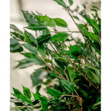 Een close-up van levendige groene bladeren en slanke houten ranken van de Kunstplant Ficus Liana 90 cm, verlicht door natuurlijk licht met een onscherpe, neutrale achtergrond die het weelderige kunstloof benadrukt.