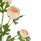 Een Ranonkel kunsttak x5 Real Touch roze 62cm steel met vijf perzikkleurige ranonkels en groene bladeren tegen een witte achtergrond. Sommige bloemen zijn gedeeltelijk open, terwijl andere volledig gelaagde bloemblaadjes hebben.