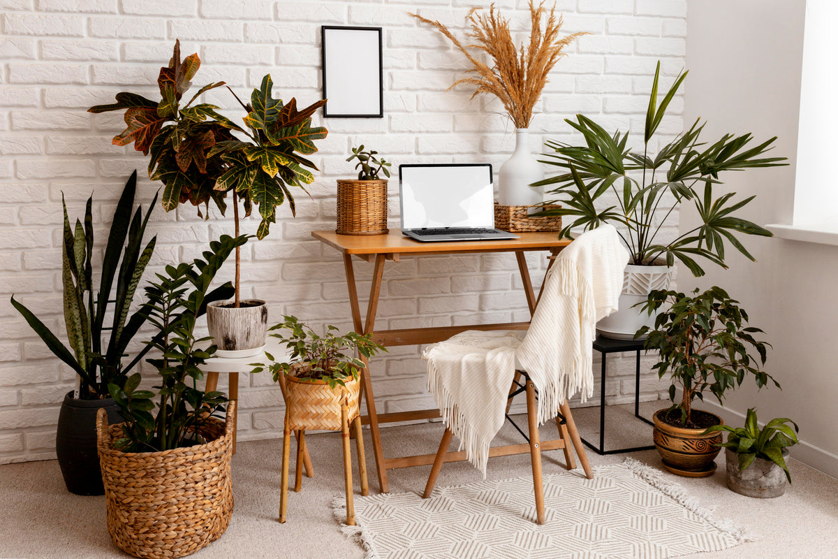 Over Easyplants