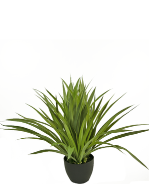 Vetplanten Arrangement - 4 - Adet Süs Bitkileri Ve Çiçekler Vetplanten Arrangement - 4 - Adet Süs Bitkileri Ve Çiçekler