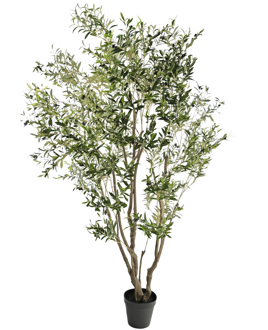 De Kunstplant Olijfboom 260 cm heeft meerdere slanke takken en dichte, smalle groene bladeren. Tegen een witte achtergrond brengt deze onderhoudsvriendelijke kunstplant moeiteloos groen in elke ruimte.