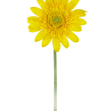 De Kunstbloem Gerbera 53 cm geel is een enkele gele kunstmargriet met een groen hart en een lange groene steel, tegen een effen witte achtergrond.