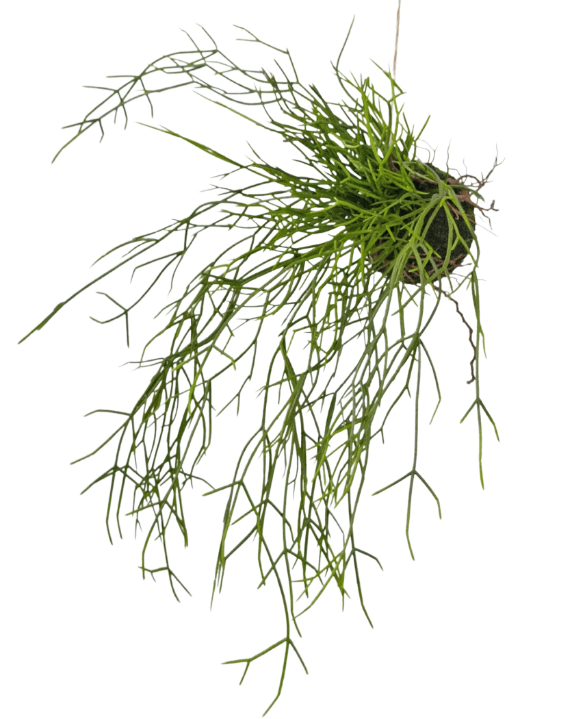 De Kunst hangplant Gras op bal 48 cm heeft lange, dunne, groene grasachtige stengels in een kleine kluit aarde, tegen een witte achtergrond.
