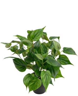 Een levendige Kunstplant Philodendron in pot 35 cm met hartvormige bladeren zit in een strakke zwarte pot, tegen een effen witte achtergrond.