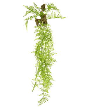 De Kunst hangplant Varen Mix Deluxe 100 cm heeft lichtgroene varenbladeren met lange, slepende stengels en kleine trosjes bruine wortels aan de basis, geïsoleerd afgebeeld op een witte achtergrond.