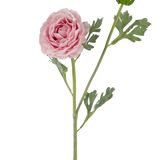 De Kunstranonkel Real Touch Roze 60cm heeft een enkele steel met een volledig uitgebloeide roze ranonkel en een gesloten knop, geaccentueerd door groene, diep gelobde bladeren, alles tegen een witte achtergrond.