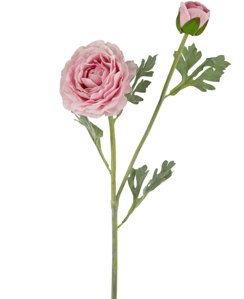 De Kunstranonkel Real Touch Roze 60cm heeft een enkele steel met een volledig uitgebloeide roze ranonkel en een gesloten knop, geaccentueerd door groene, diep gelobde bladeren, alles tegen een witte achtergrond.