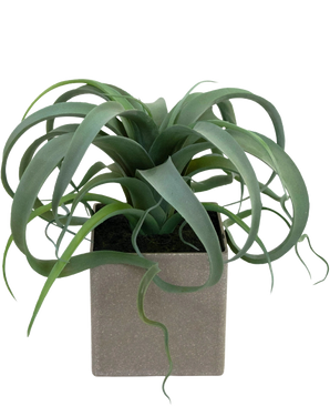 De Kunst Vetplant in pot 24 cm heeft groene, gekrulde, lintachtige bladeren die uit een vierkante, lichtgrijze pot komen, tegen een witte achtergrond.