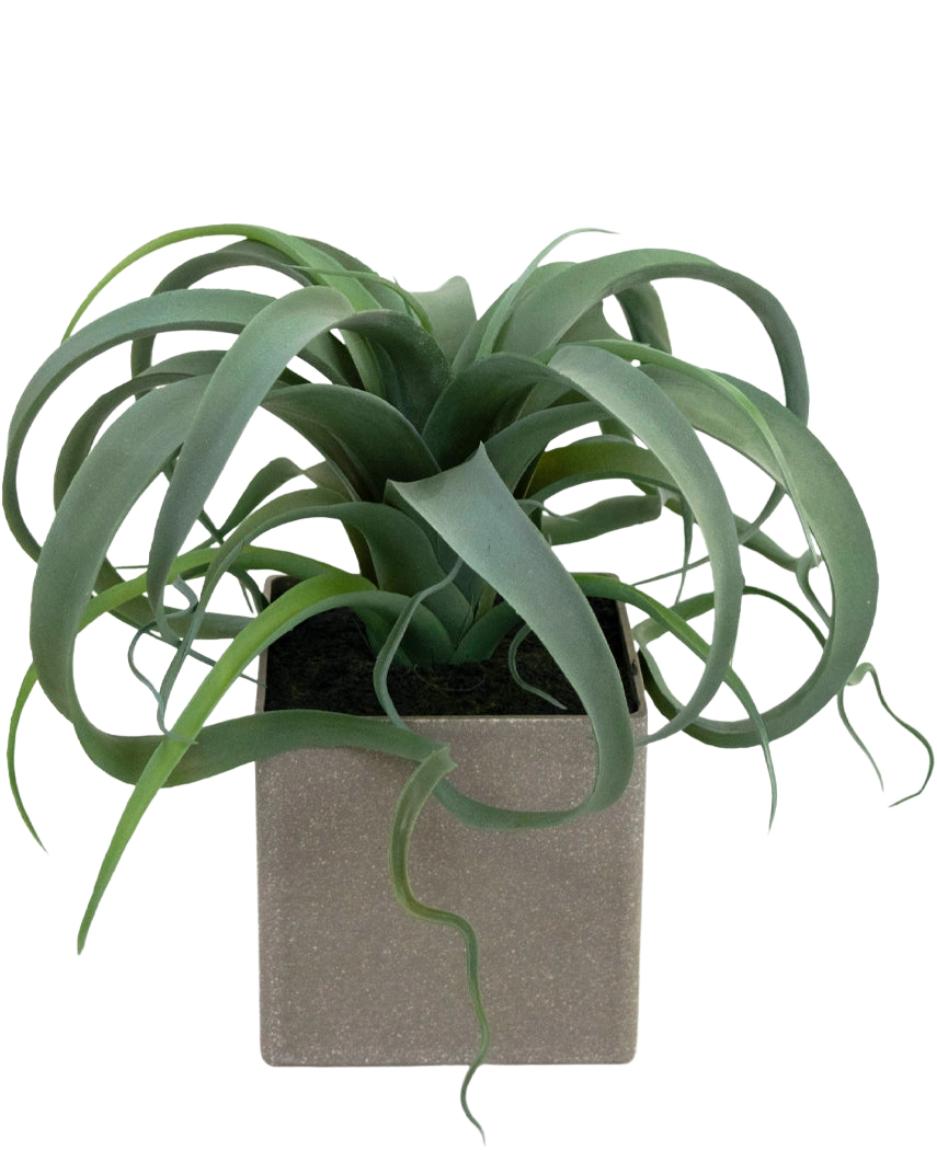 De Kunst Vetplant in pot 24 cm heeft groene, gekrulde, lintachtige bladeren die uit een vierkante, lichtgrijze pot komen, tegen een witte achtergrond.