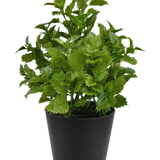 Kunstplant Perilla 25 cm: Een levendige groene bladplant met gekartelde randen in een eenvoudige zwarte pot, perfect om een vleugje natuur toe te voegen aan elke kamer.
