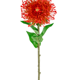 De Kunstbloem Protea 73 cm rood heeft levendige rode bloemblaadjes, groene bladeren en een lange slanke steel, waardoor het een opvallende kunstbloem is die blijvende schoonheid toevoegt aan elke ruimte.