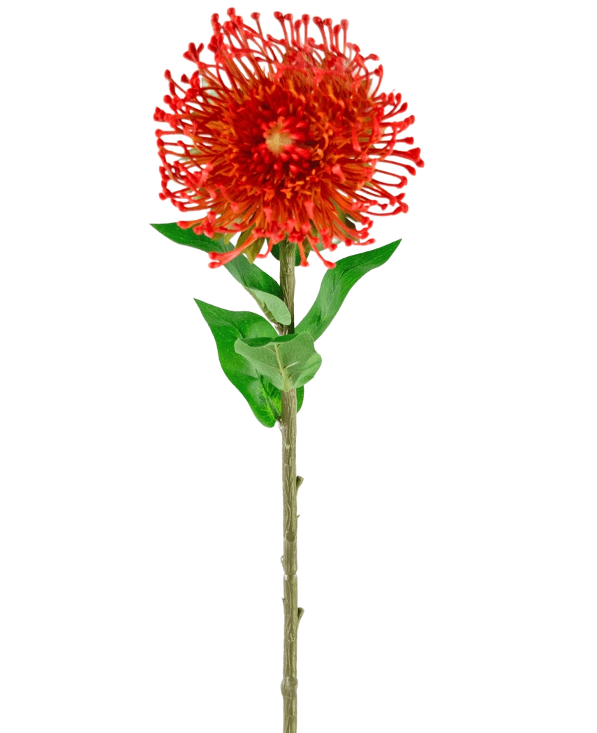 De Kunstbloem Protea 73 cm rood heeft levendige rode bloemblaadjes, groene bladeren en een lange slanke steel, waardoor het een opvallende kunstbloem is die blijvende schoonheid toevoegt aan elke ruimte.