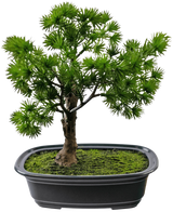 De Kunstplant Bonsai Juniper 20 cm heeft dicht, stekelig groen blad in een rechthoekige zwarte pot met mos, tegen een effen witte achtergrond.