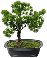 Kunstplant Bonsai Juniper 20 cm