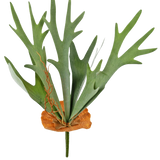 De Kunstplant Staghorn 53 cm heeft groene, geweivormige bladeren en een bruine, schildachtige basis, tegen een effen witte achtergrond.