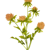 Een enkele Kunstbloem Distel 66 cm perziksteel met vijf ronde, lichtbruine distelachtige bloemen en groene bladeren, afgebeeld op een effen witte achtergrond.