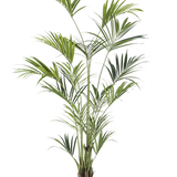 De Kunstplant Kentia Palm 210 cm is een hoge kunstpalm met lange, slanke groene bladeren op meerdere stelen, in een zwarte bak tegen een witte achtergrond.